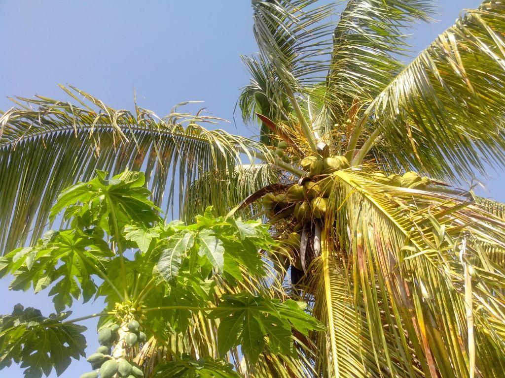 Maison Des Alizes Gros Cap Ngoại thất bức ảnh