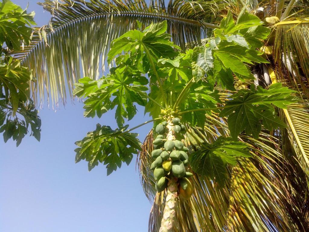 Maison Des Alizes Gros Cap Ngoại thất bức ảnh